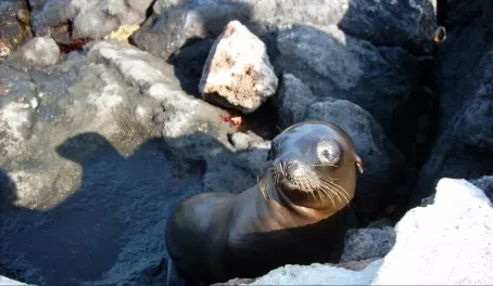 Sea Lion pup in the Galapagos