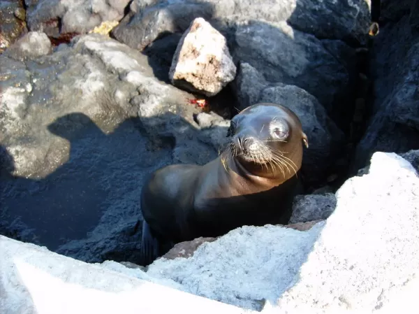 Sea Lion pup in the Galapagos