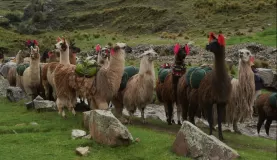 Our llamas bid us farewell