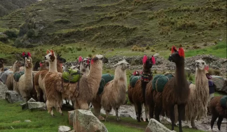 Our llamas bid us farewell