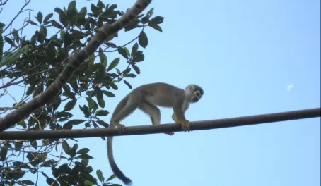 Monkey on the branch