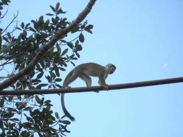 Monkey on the branch
