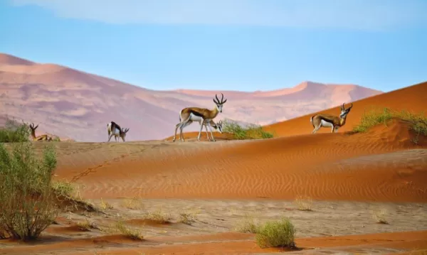 Explore Namibia