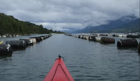 A closer look at the mussel farms
