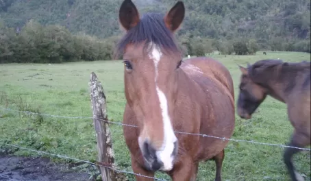 Healthy Chilean horses