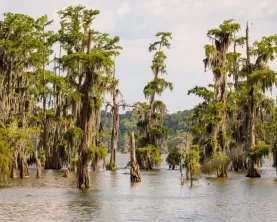 Explore the fascinating Louisiana bayou