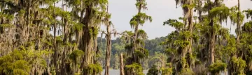 Explore the fascinating Louisiana bayou