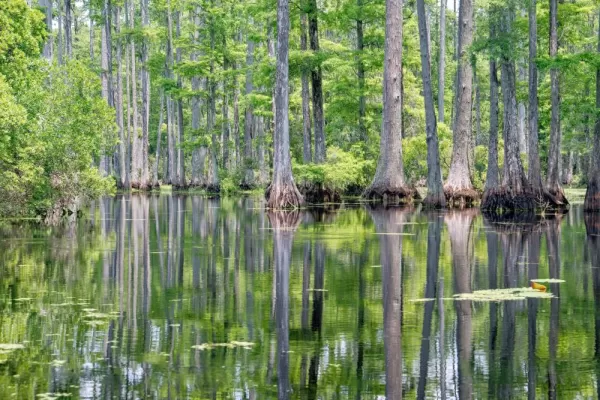 Explore the legendary bayou of the deep south