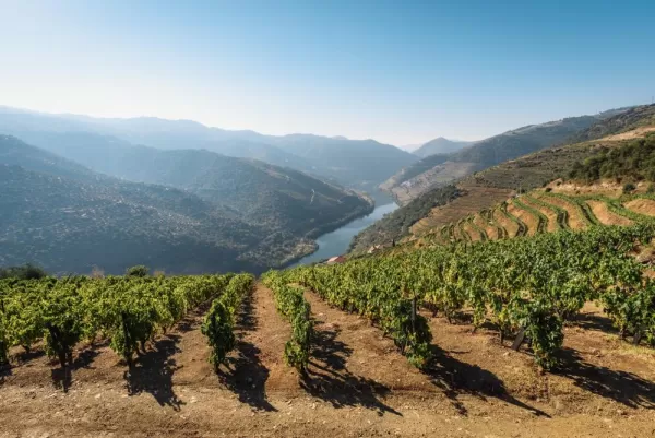 Vineyards in Douro Valley, Portugal