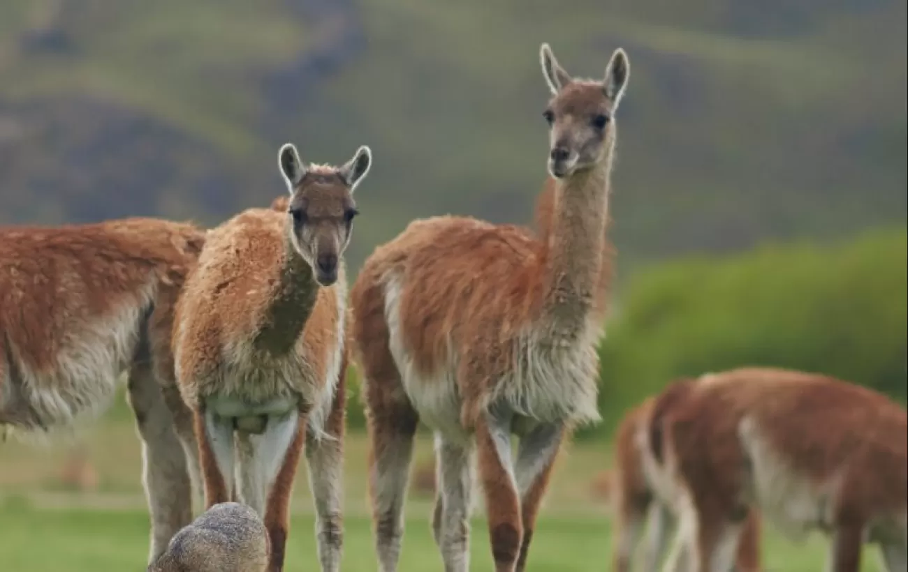 Explora - Patagonia National Park