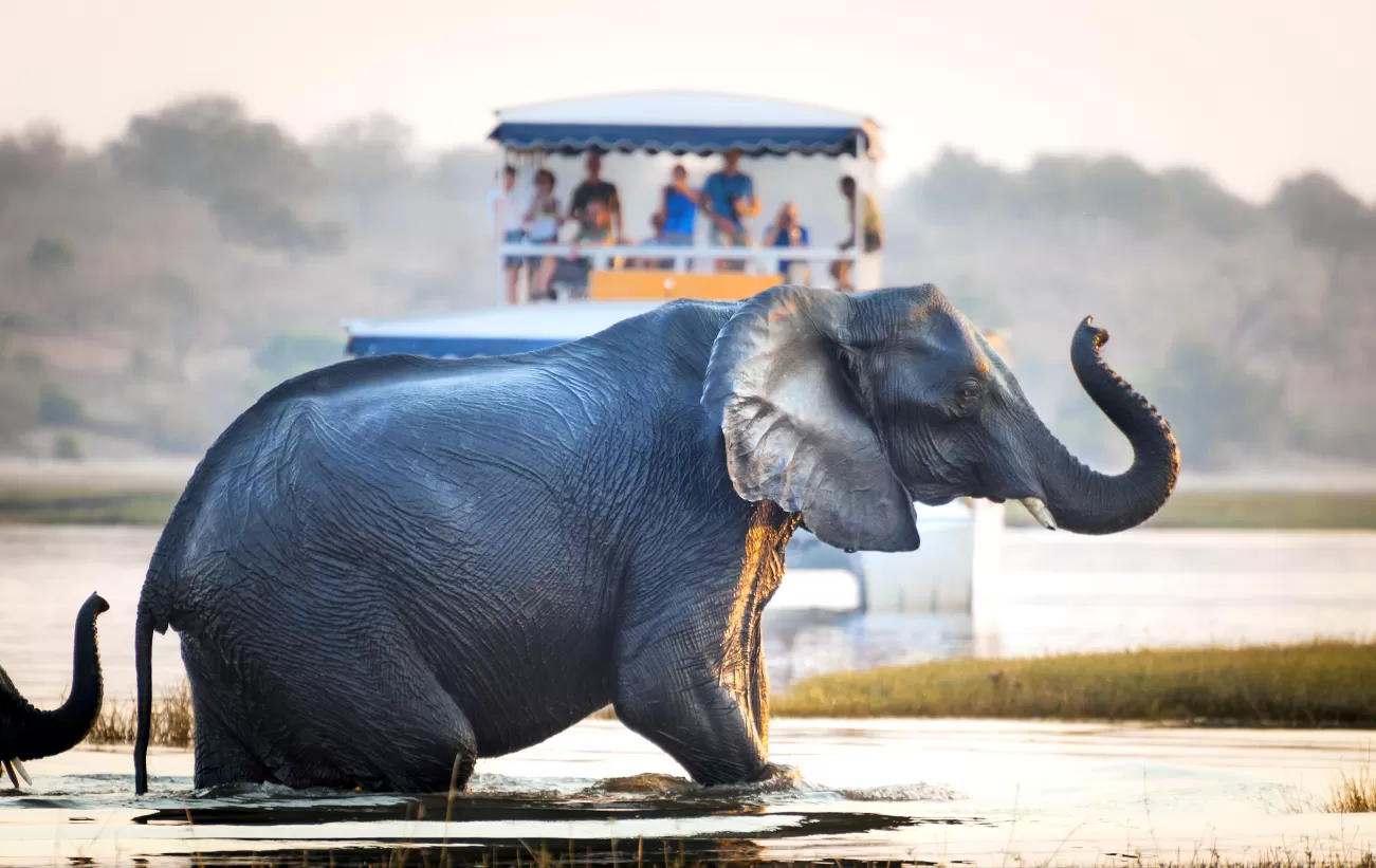 Marvel at the wildlife of Africa on a river cruise