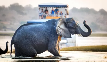 Marvel at the wildlife of Africa on a river cruise