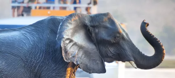 Marvel at the wildlife of Africa on a river cruise