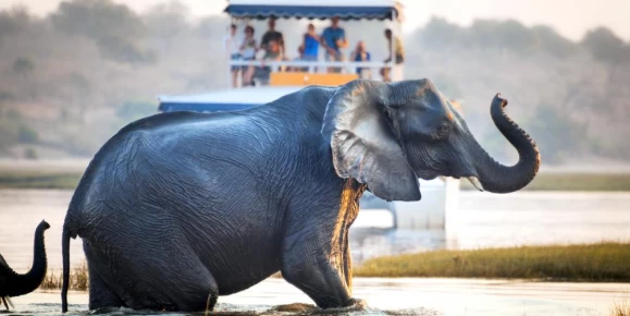 Marvel at the wildlife of Africa on a river cruise