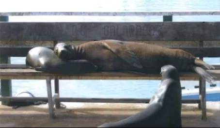 Sea lions on the bench