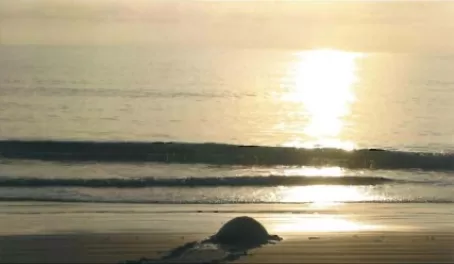 Tortoise at sunset