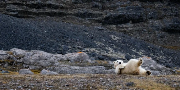 Porlarbear Hornsund