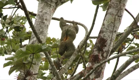Three-toed Sloth, hanging around on the Penas Blancas