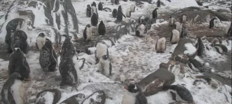 Penguin colony