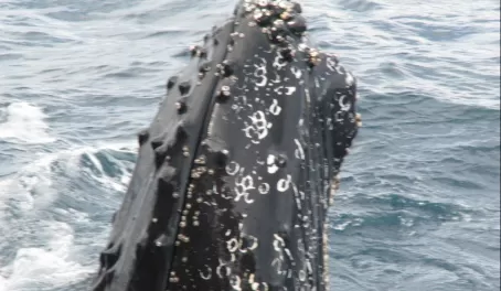 A humpback whale spyhops near the zodiac