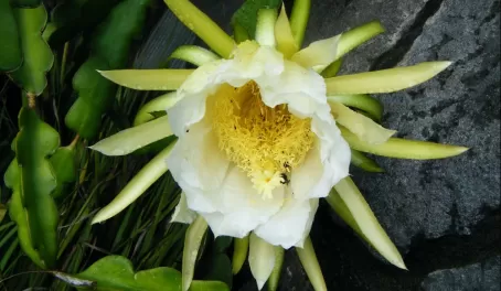 Catus orchid