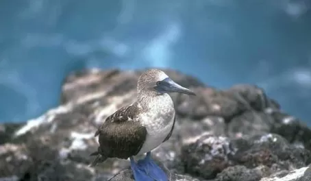 Blue footed bobie at the Isla de la Plata