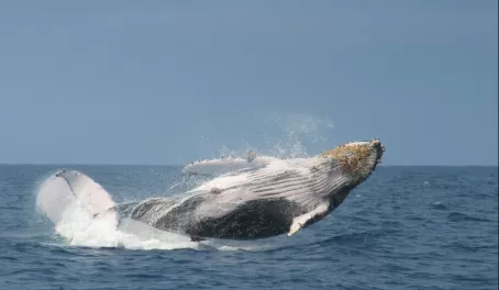 Whale dance!