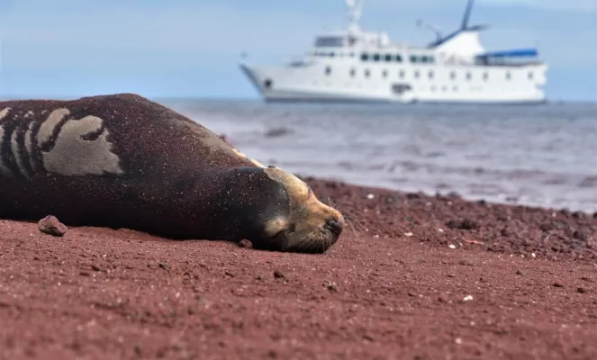 Sleeping seal on Galapagos Islands