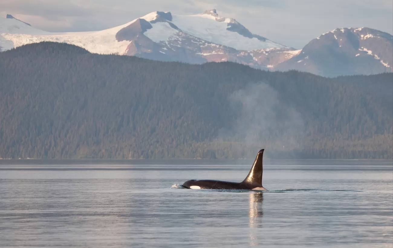 Orca, Pacific Northwest