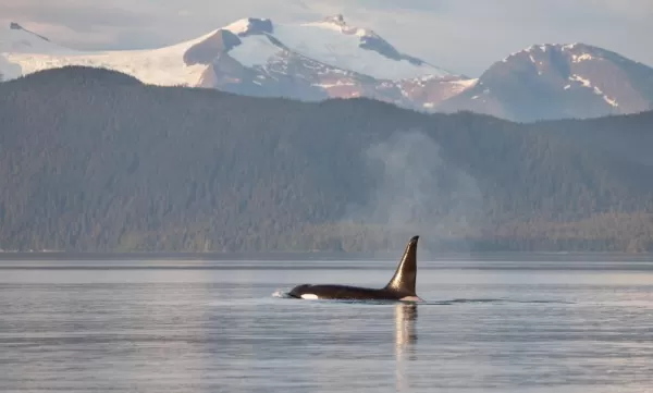 Orca, Pacific Northwest