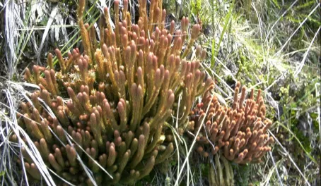Interesting plants of Ecuador