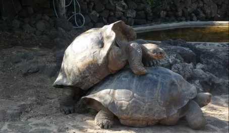 Darwin Center tortoise mounting