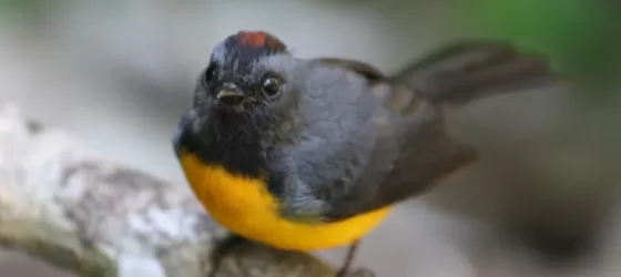 Friendly little bird we saw while on the hotel trail