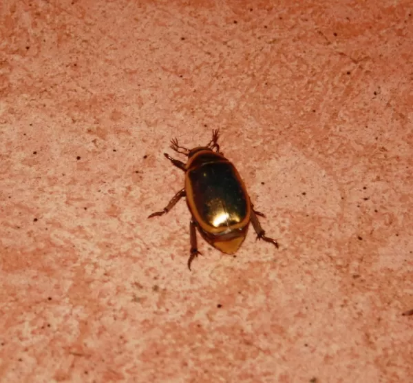 Golden beetle on our doorstep - it really looks metalic