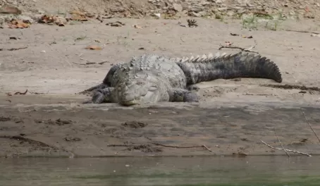 3.5m crocodile - seen from our inflatable raft!