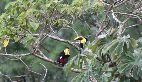 A Toucan or two at AOL