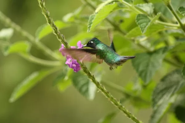 Hummingbird feeding on flowers at Arenal Observatory Lodge