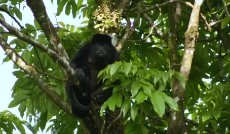 Howler Monkey chilling out in the AOL garden