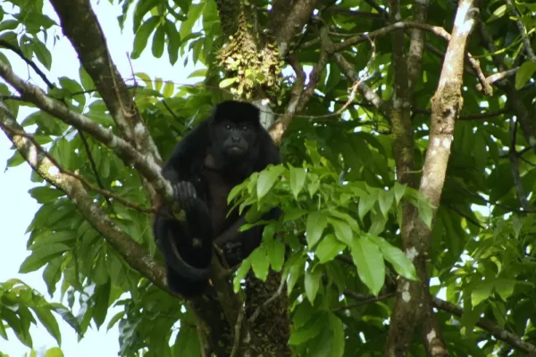 Howler Monkey chilling out in the AOL garden