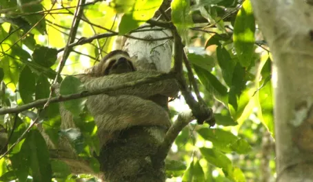 Tree-hugging Sloth