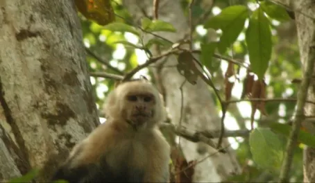 White-faced Capuchin Monkey - having a good look at us