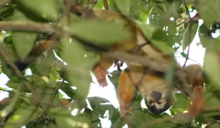 Squirrel Monkey in the Corcovado National Park