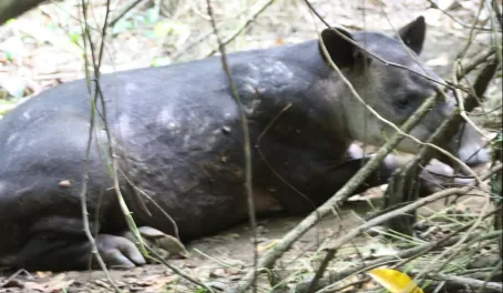 Tapir - a relative of the horse and rhino
