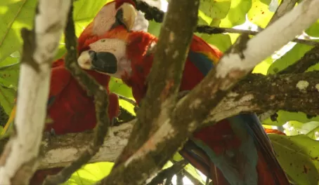 Macaws mate for life - great to see them on our honeymoon
