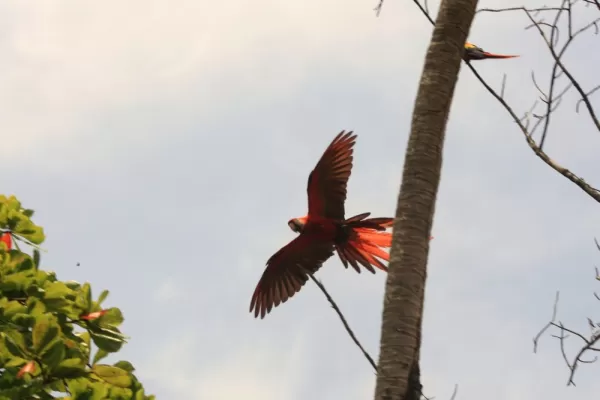 Macaw in flight - showing of its huge wingspan