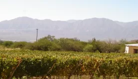 CafayateÂ´s Vineyards! 