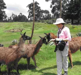 Kathleen and Llamas at Cochasqui 