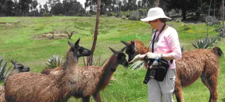 Kathleen and Llamas at Cochasqui 