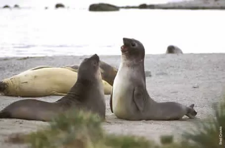 Seals in Ainsworth Bay