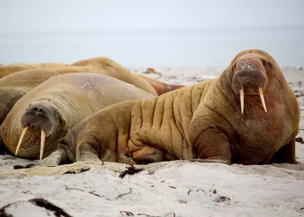 Walruses on the shore